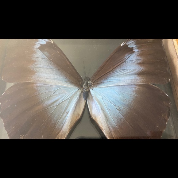 REAL Blue Morpho Butterfly in glass display case. - Picture 3 of 4